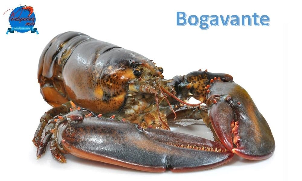 marisqueria-mia-galeria-1000x600-01